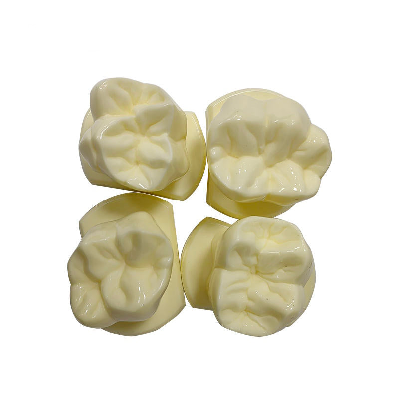 14pcs/set 6 Times Natural Size Teeth Form Model