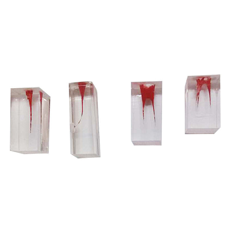 Dental Root Endo Training Block Practice Dental Block