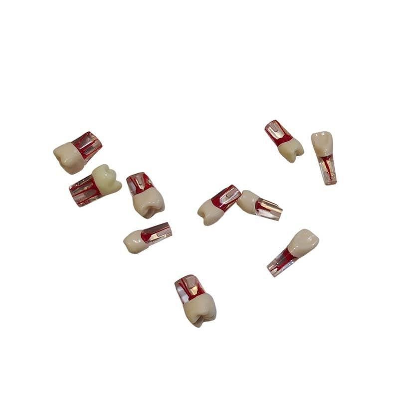 Replaceable Spare Tooth Model Accessories Dental Teaching Aids Replace Teeth for CL-L1