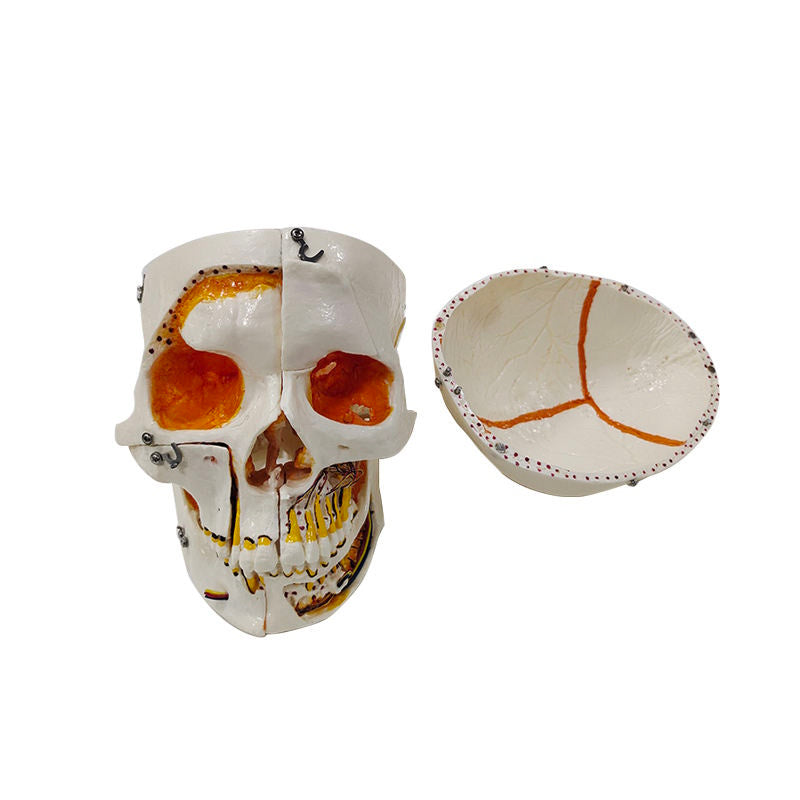 10 Parts Medical Anatomical Skull Teeth Model With Lock