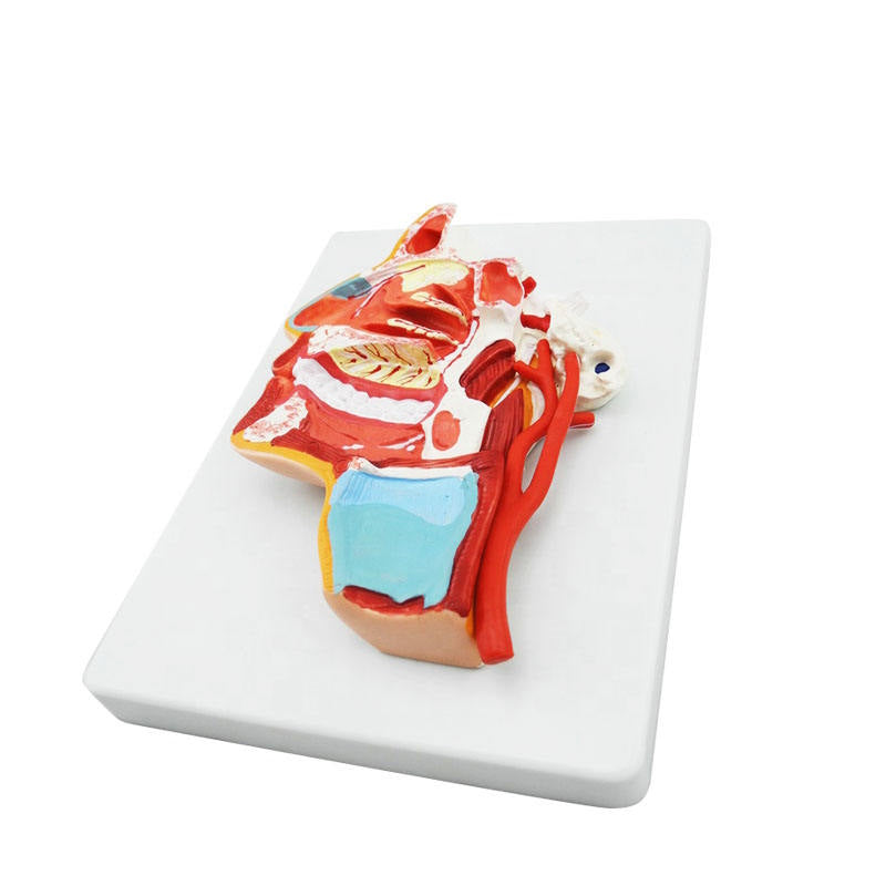 Medical Science Medical Human Head Section Anatomical Model