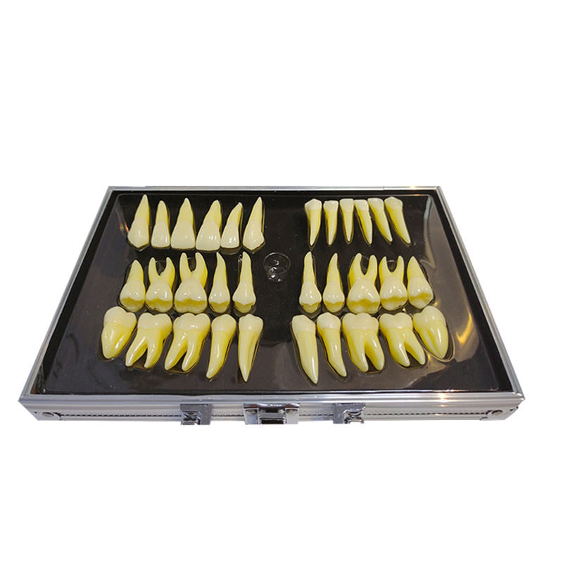 Anatomically Correct Mannequins 2 Colored 2.5 Actual Size Permanet Teeth with Natural Anatonical