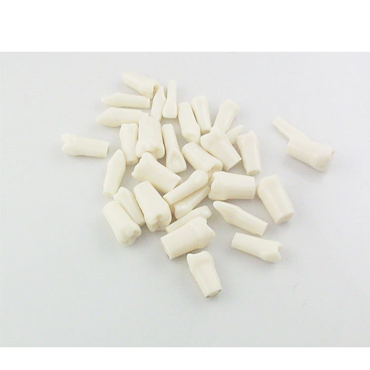 32 PCS 1: 1 Single Taproot Permanent Teeth Grain Tablets Simulation Teeth Model Tooth Cavity