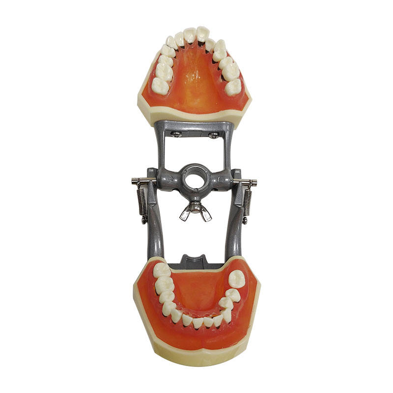 Hard Gingivae Periodontal Pathology Model with Calculus