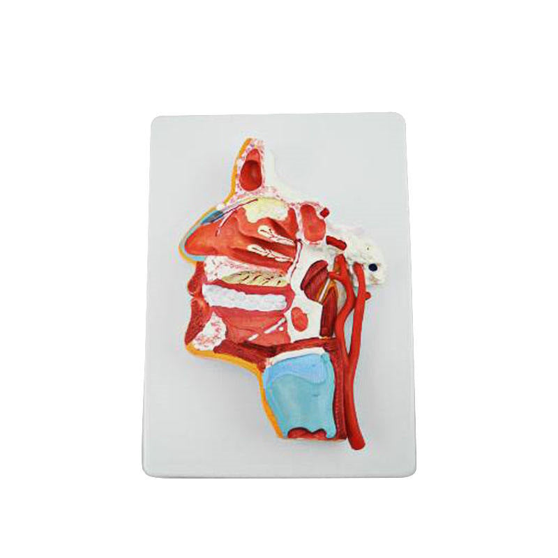 Medical Science Medical Human Head Section Anatomical Model