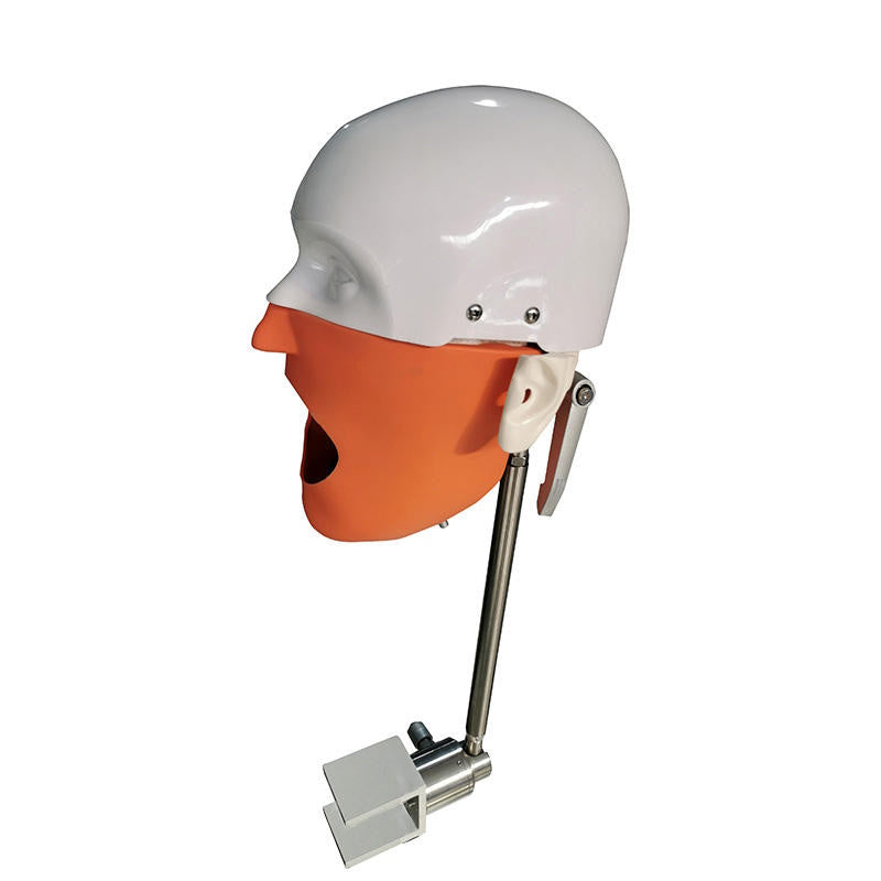 High Quality Dental Simulator Phantom Fits on Workench or Dental Chair