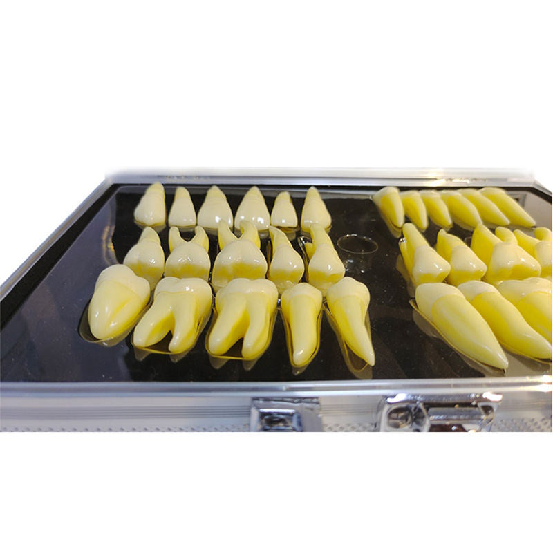 Anatomically Correct Mannequins 2 Colored 2.5 Actual Size Permanet Teeth with Natural Anatonical