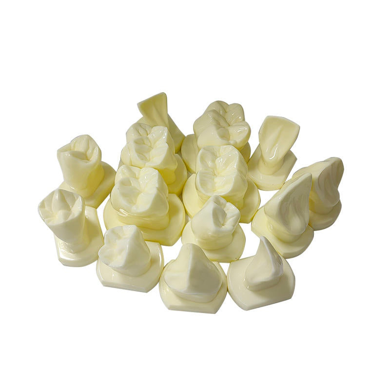 14pcs/set 6 Times Natural Size Teeth Form Model