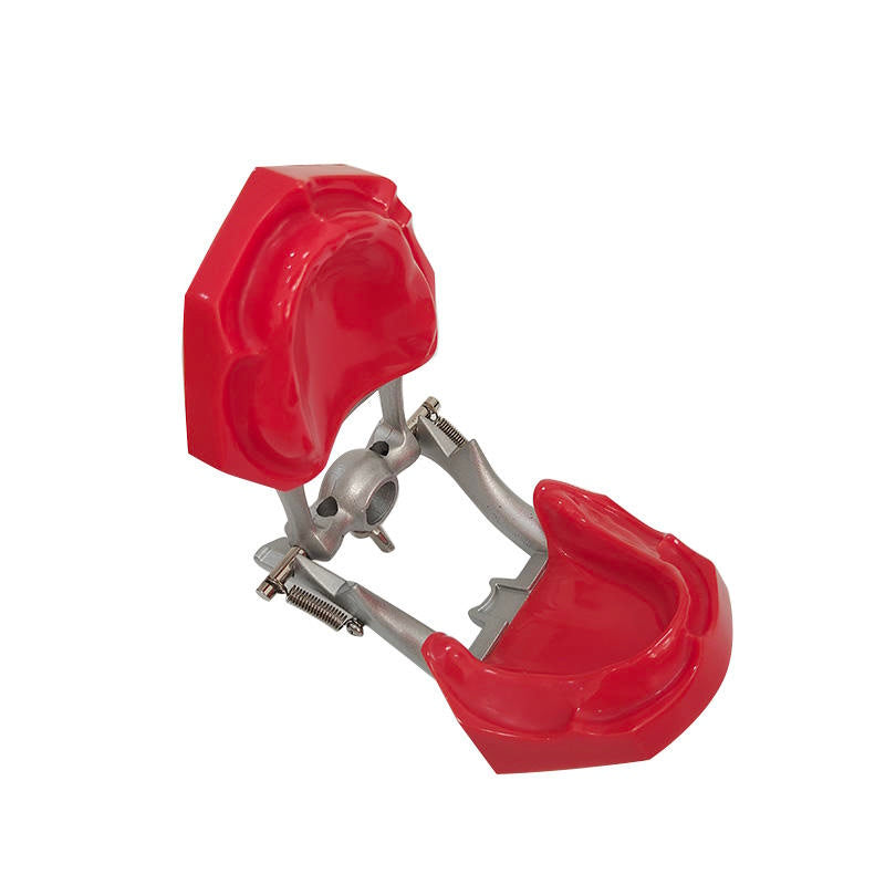Dental Teeth Teaching Model Imported Resin Edentulous Jaw Model