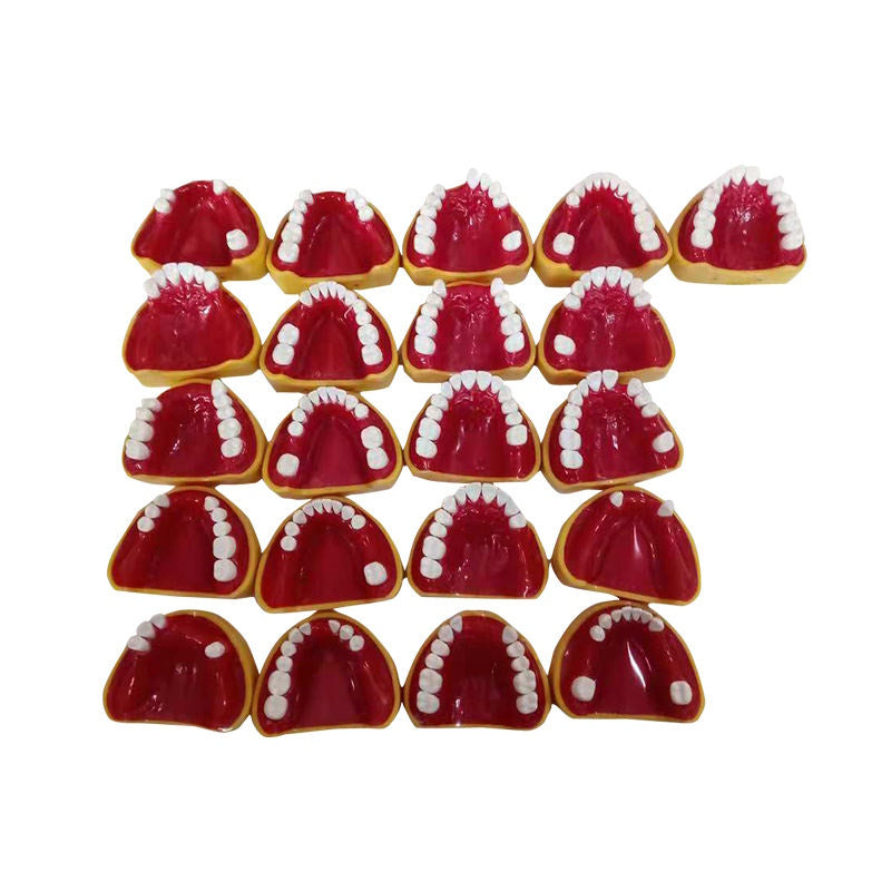 21pcs Teeth Missing Dental Model for Students Practice