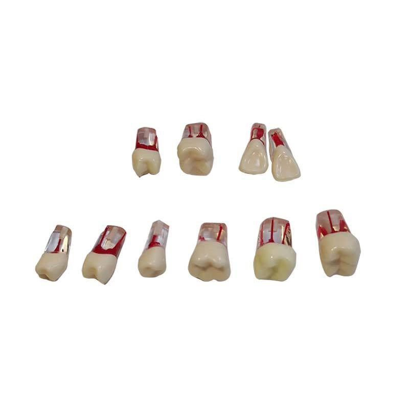 Replaceable Spare Tooth Model Accessories Dental Teaching Aids Replace Teeth for CL-L1