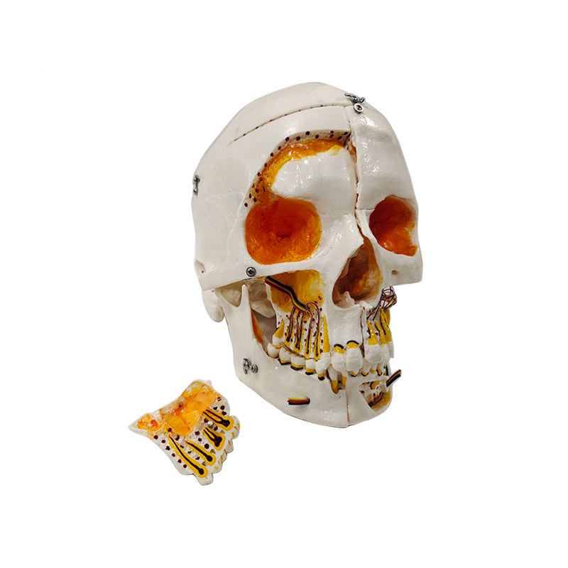 10 Parts Medical Anatomical Skull Teeth Model With Lock