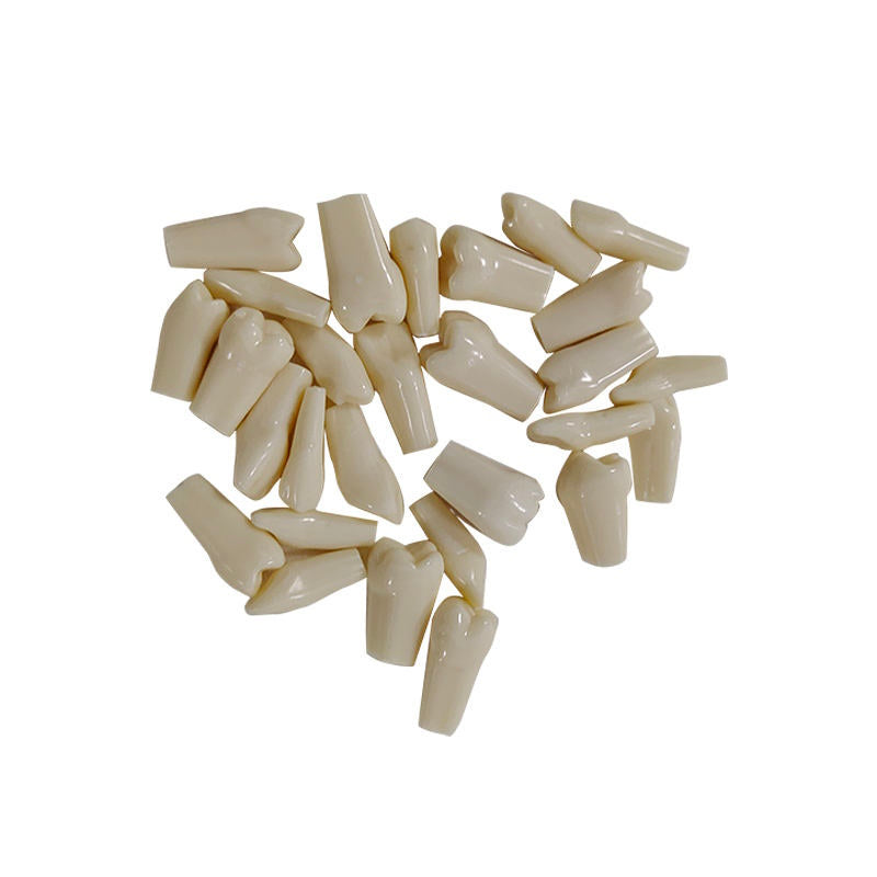 Hot Sale Permanent Straight Rooted Teeth Model with 28 Teeth with Metal Base