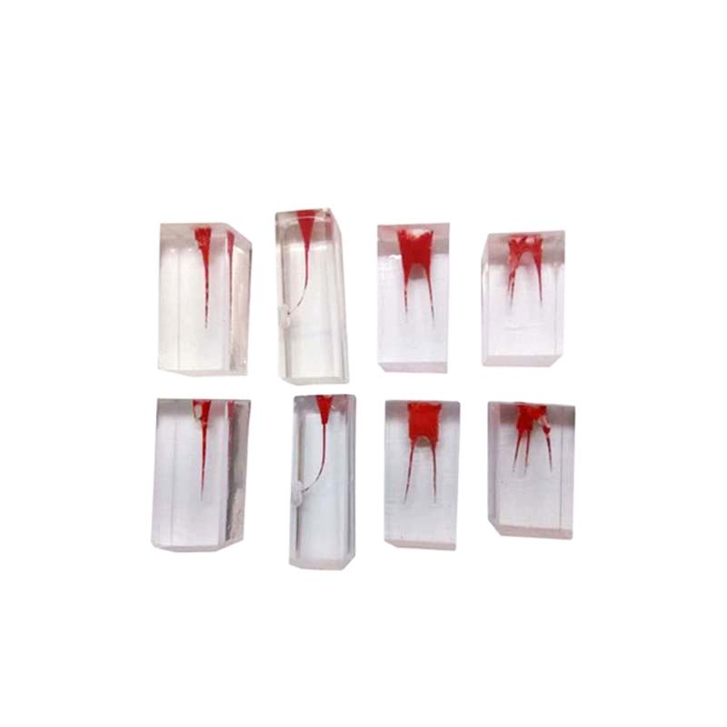 Dental Root Endo Training Block Practice Dental Block