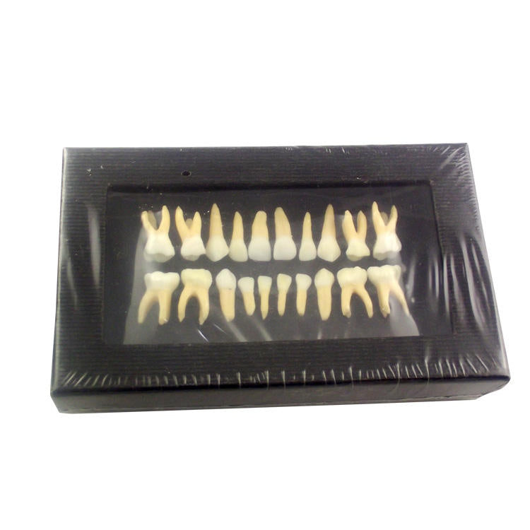 Double Color Primary Typodont Replacement Teeth Model for Student Practice