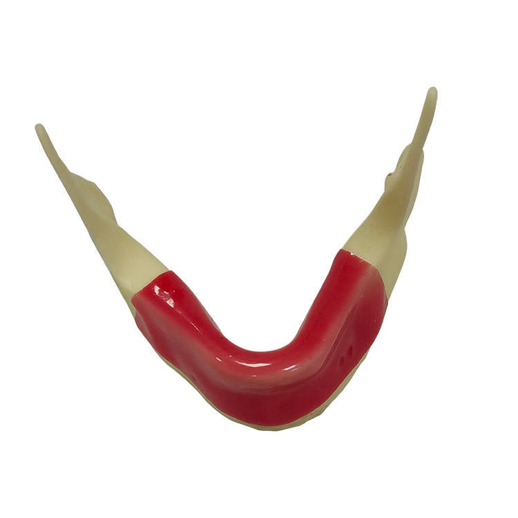 Dental Model Mandibular Jaw Model With Silicone for Dentist Practice