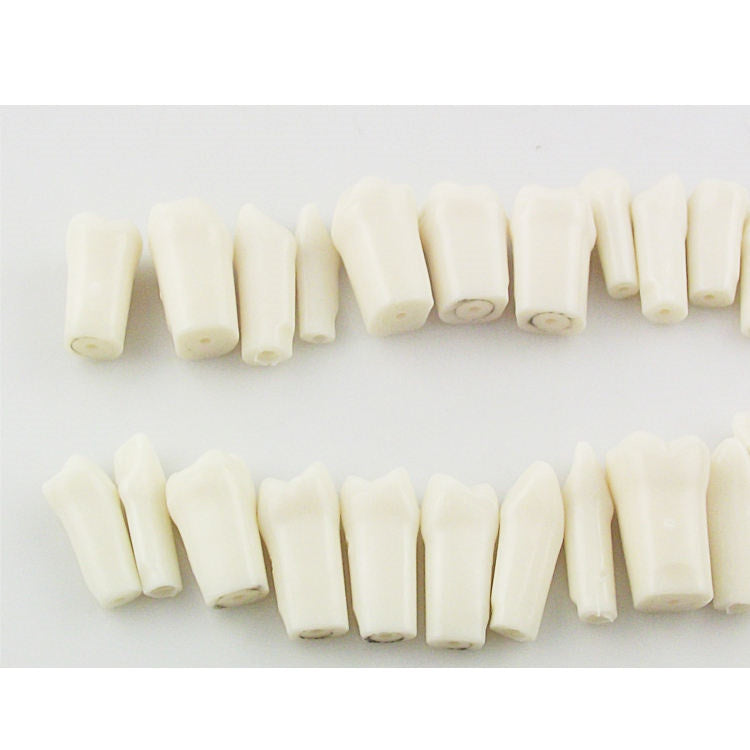 32 PCS 1: 1 Single Taproot Permanent Teeth Grain Tablets Simulation Teeth Model Tooth Cavity