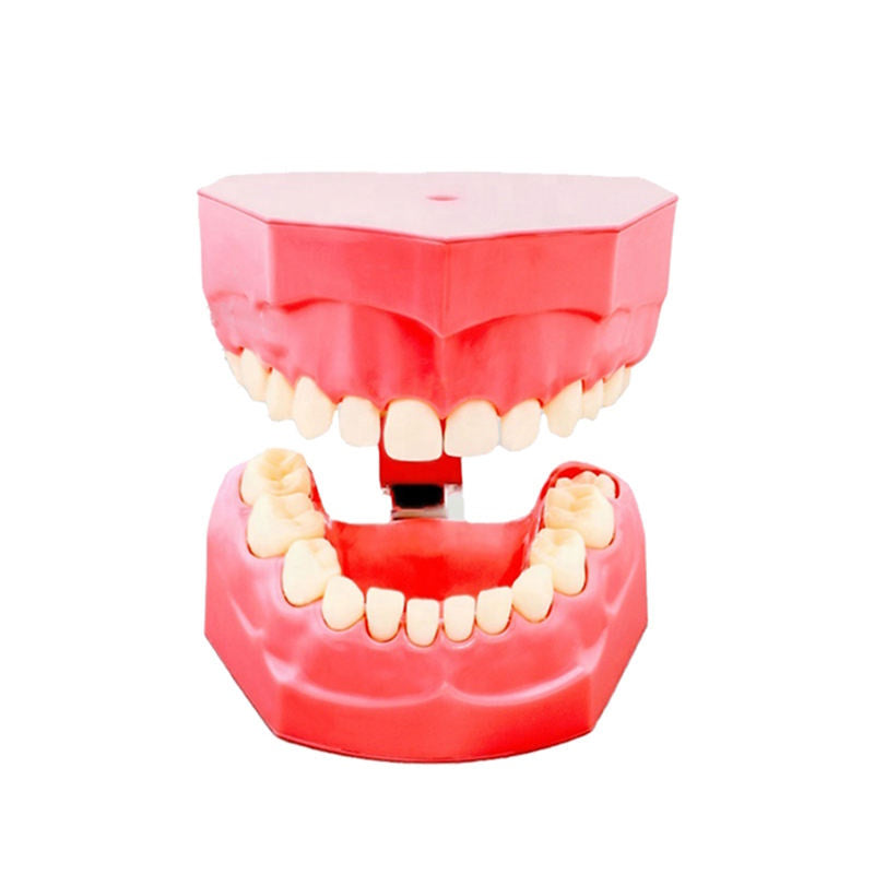 Child 24 Teeth Brushing Demonstration Model with Tooth Brush