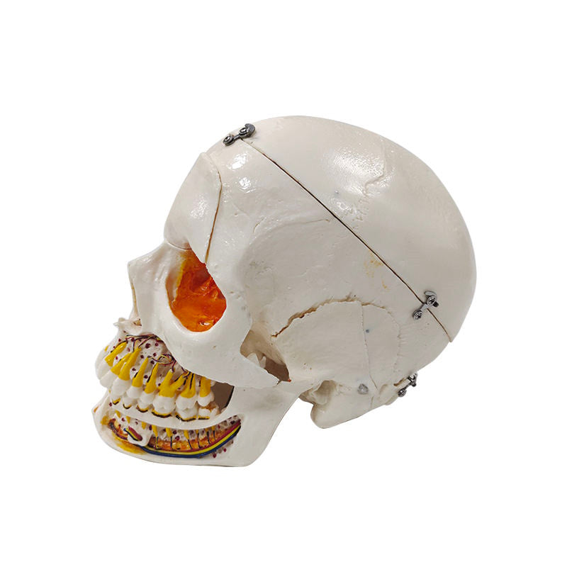 10 Parts Medical Anatomical Skull Teeth Model With Lock