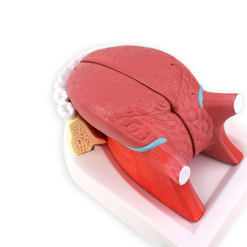2.5Times Pink Plastic Tongue Model for Medical Teaching