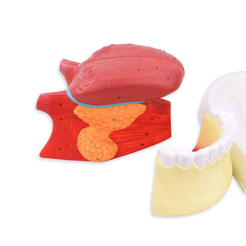 2.5Times Pink Plastic Tongue Model for Medical Teaching