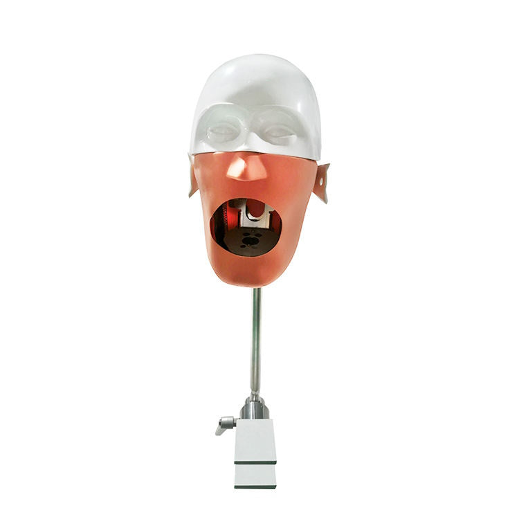 High Quality Dental Simulator Phantom Fits on Workench or Dental Chair