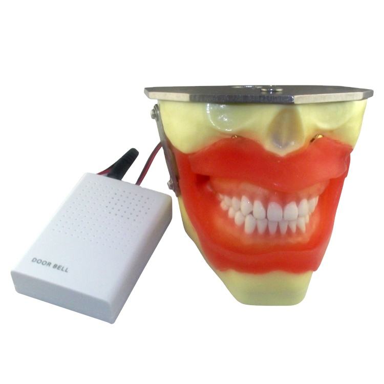 Anesthesia Extraction Dental Practice Models Oral Anesthesia Manikin Head