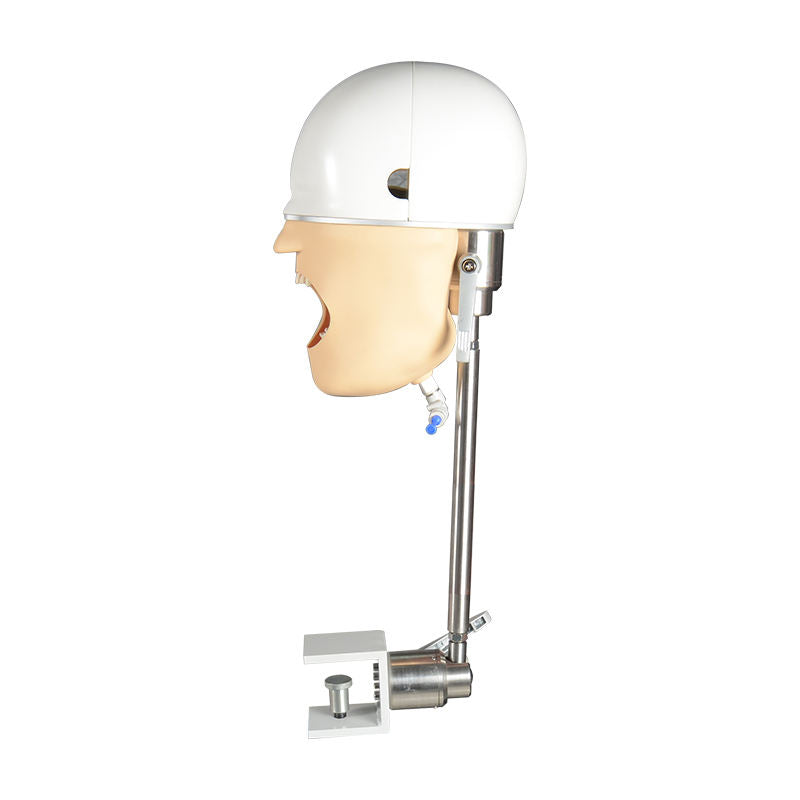 High Quality Dental Simulator Phantom Fits on Workench or Dental Chair