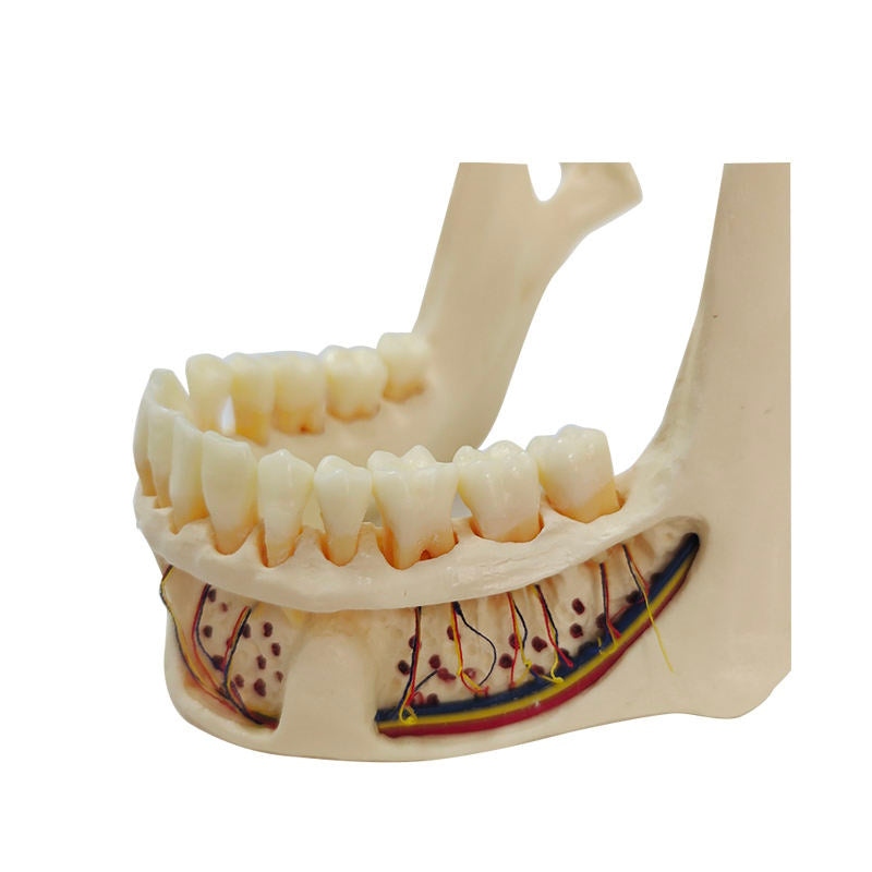 Educational Model Nature Size Mandible with Hinge Buccal Plate